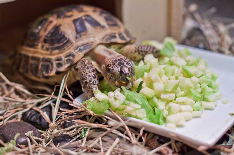 Чем кормить речную черепаху домашних условиях