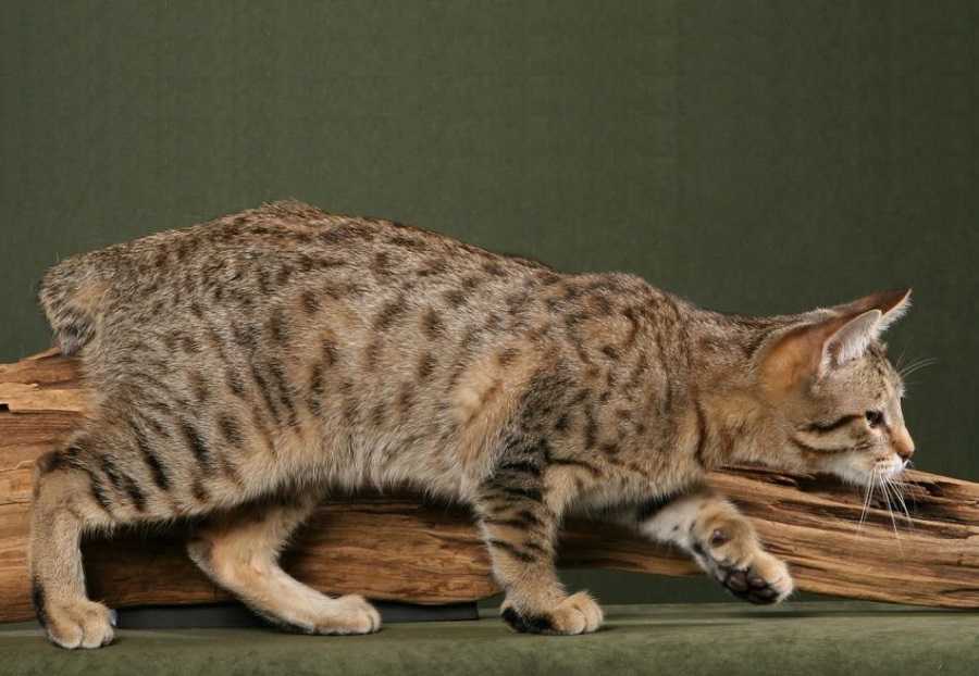 Пиксибоб кошка. описание, особенности, характер, история, уход и цена породы