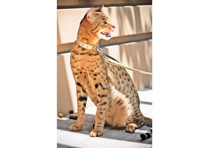 Ашера – обзор самой скандальной породы кошек (с фото и видео)