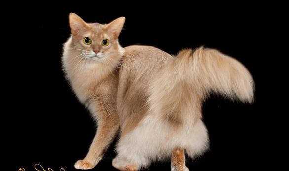 Сомалийская кошка: история происхождения, описание породы, уход