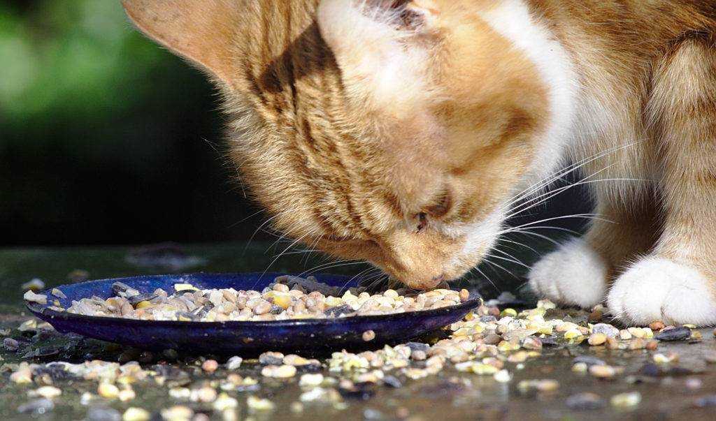 Почему кошка или кот постоянно просит есть: 11 причин, способы борьбы с попрошайничеством, патологические случаи