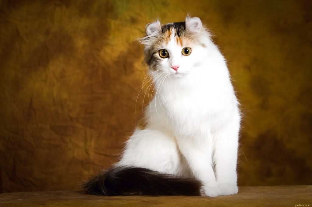 Чем покоряет хозяев американский керл – кошка с завивающимися ушами - мир кошек