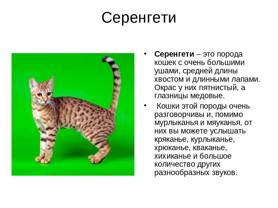 Сафари: описание породы кошек, уход, фото, цена
