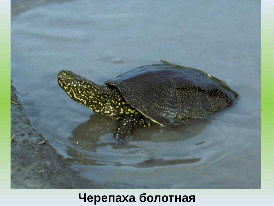 Черепахи в озерах. Колхидская Болотная черепаха. Среднеазиатская Болотная черепаха. Краснокнижная Болотная черепаха. Зеленая Болотная черепаха.