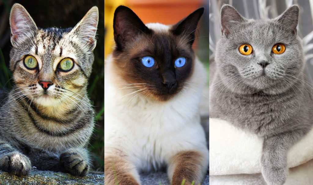 Самые популярные породы кошек в мире топ-10