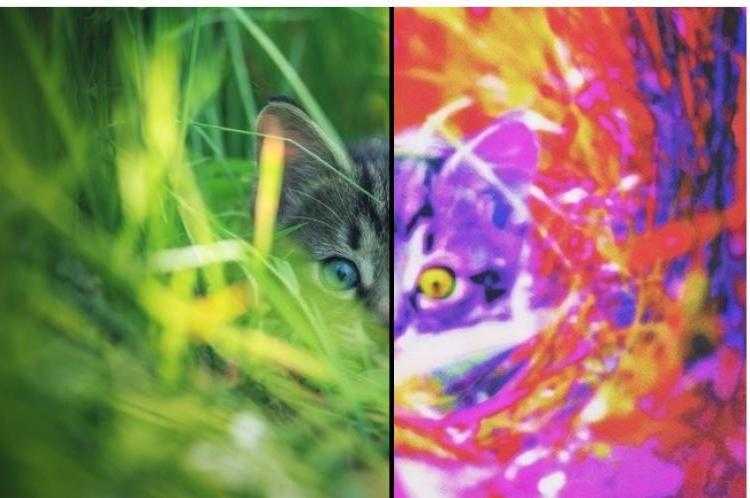 Что видят коты чего не видят люди?