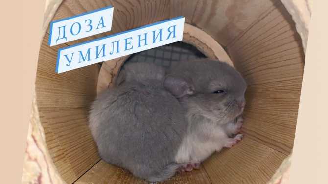 Сколько спит домашняя крыса, как и где спит, почему много спит