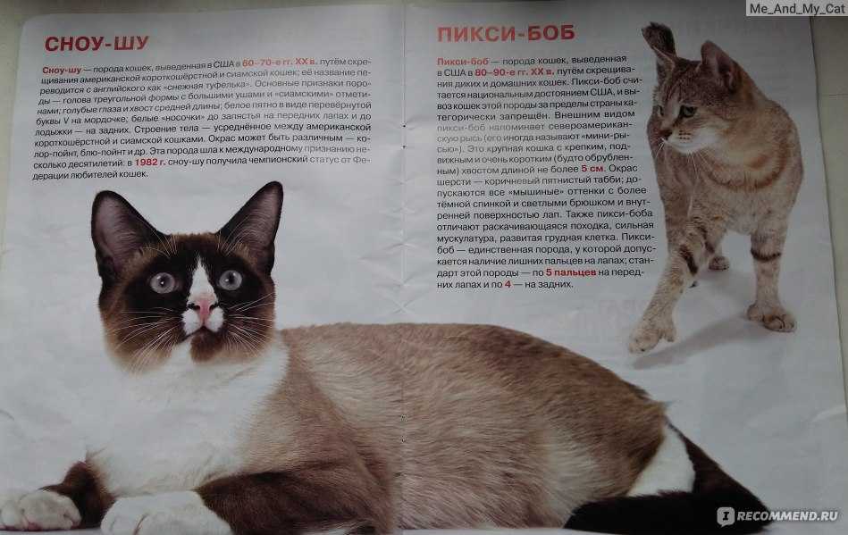 Шантильи-тиффани: описание породы, характер кошек, советы по содержанию и уходу, фото