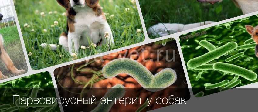 Парвовирусный энтерит у собак и кошек: причины, симптомы, лечение и профилактика