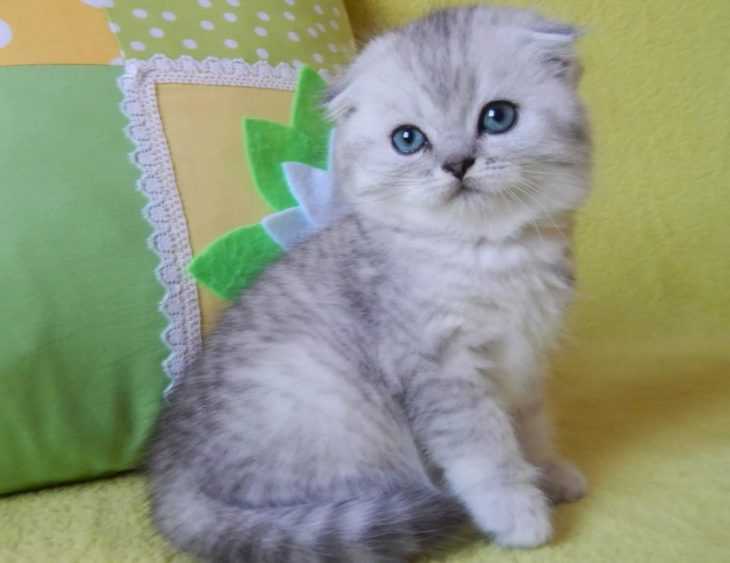 Имя для шотландской кошки: красивые, прикольные и необычные женские клички для котят-девочек шотландской породы