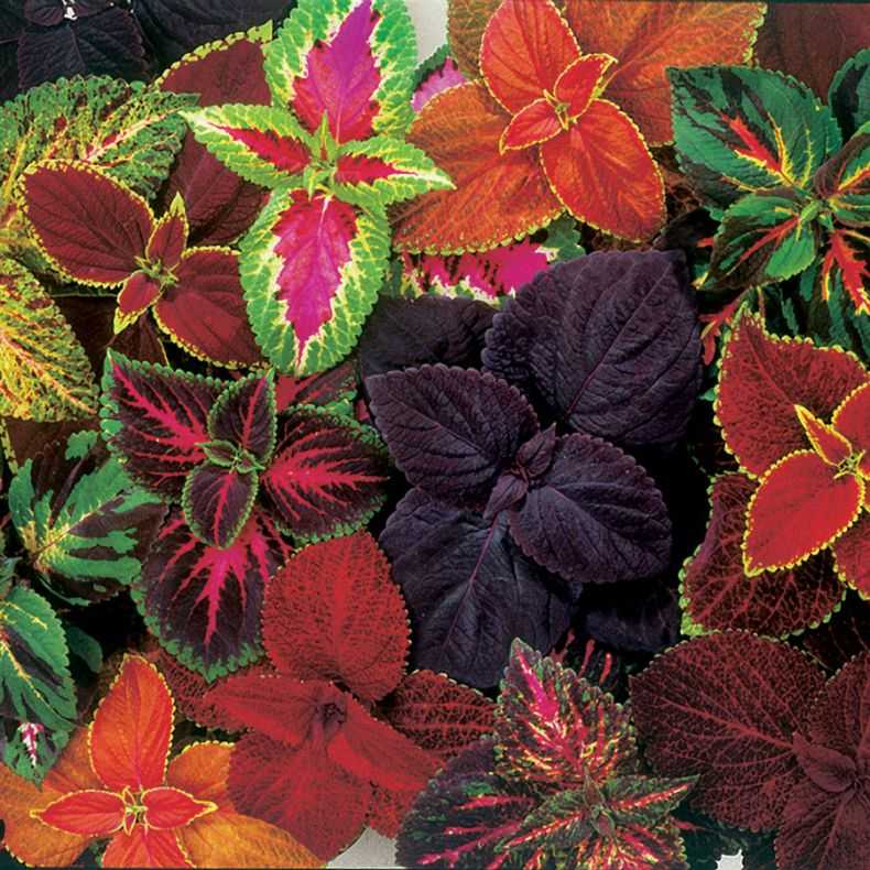 Колеус - 82 фото самых ярких и красивых декоративных растений