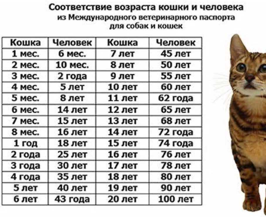 Сколько лет живут кошки в домашних условиях по породах