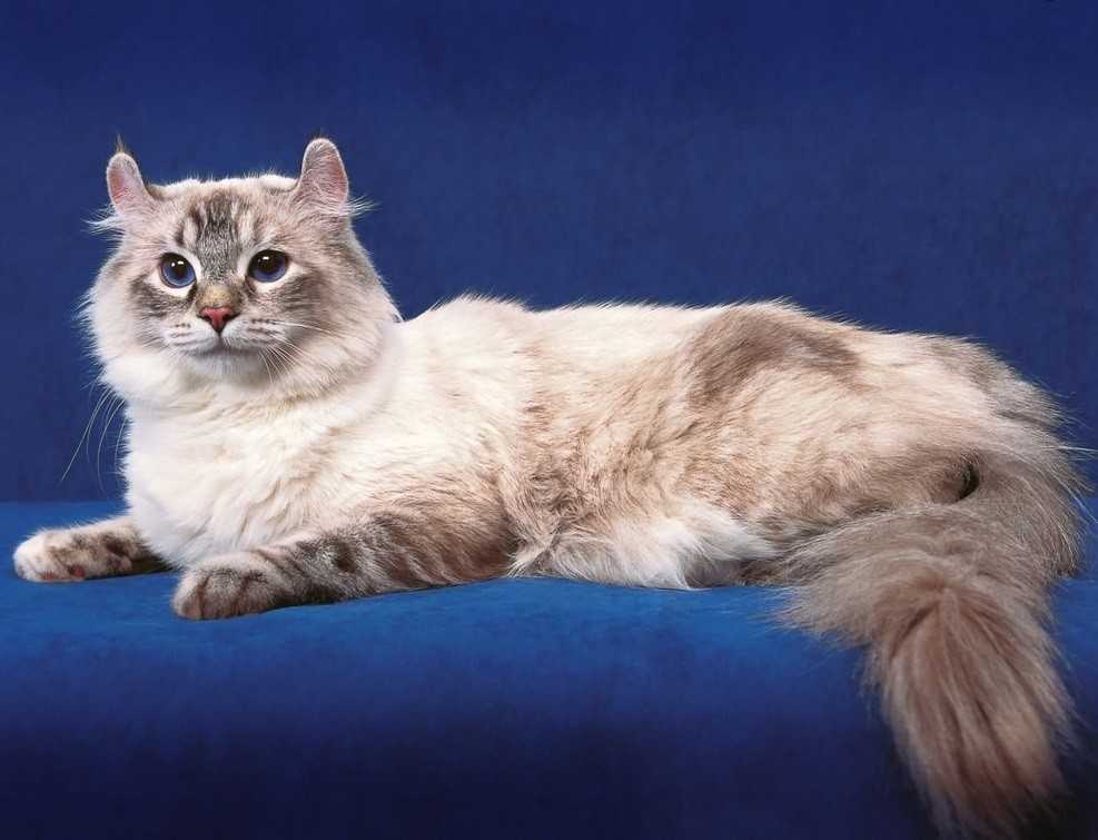 Шартрез: богема кошачьего мира