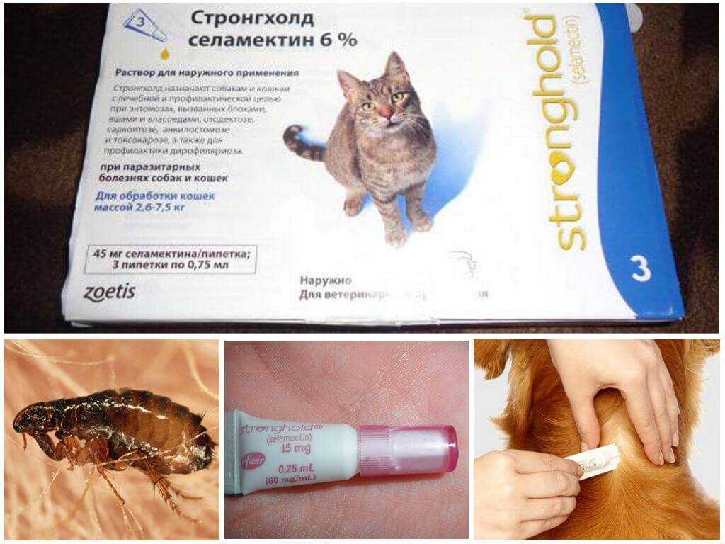 Стронгхолд для кошек: инструкция по применению капель от блох и глистов