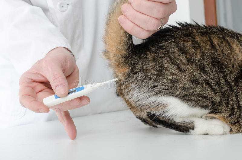 Как заставить кошку есть после болезни - муркин дом