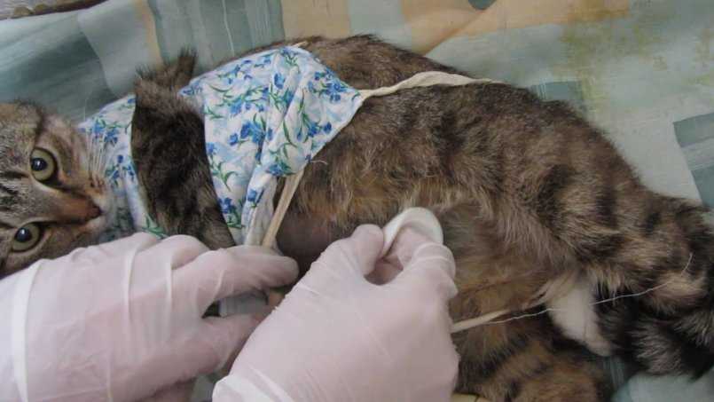 Температура у кошки после стерилизации: повысилась или понизилась, что делать