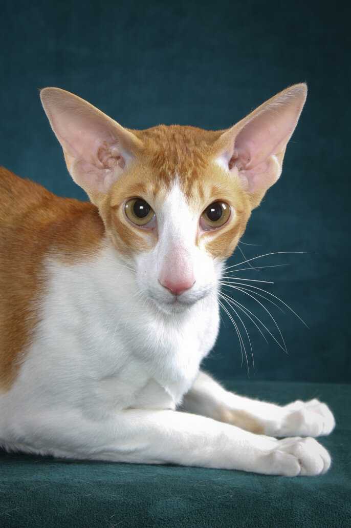 Породы кошек с большими ушами