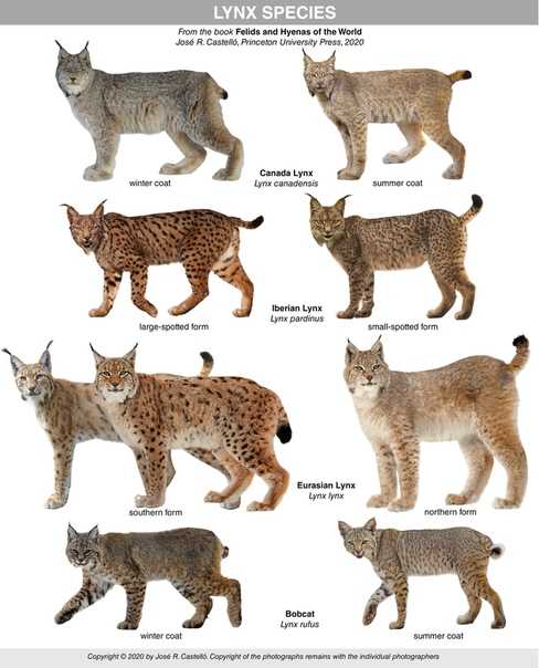 8 пород кошек с леопардовым окрасом