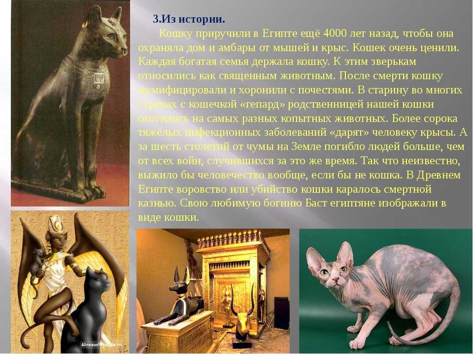Кошка была приручена в древнем. Древние кошки Египта. Одомашнивание кошек. История одомашнивания кошек. Одомашнивание кошки в древности.