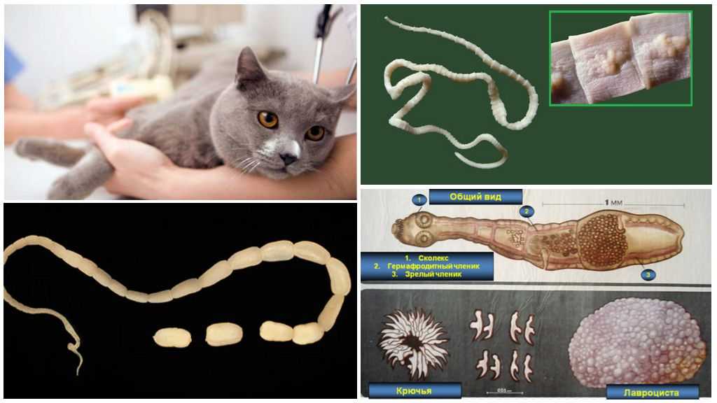 Глисты у котят - что делать хозяину? симптомы и лечение глистов у котенка | нвп «астрафарм»