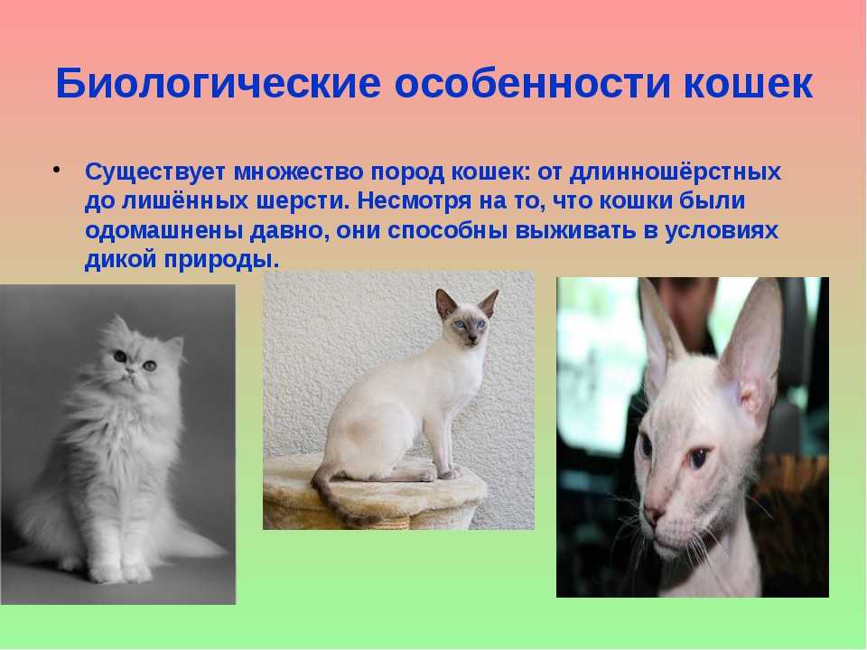 Белая кошка (фото): особенности характера, уход за белоснежной красавицей - kot-pes