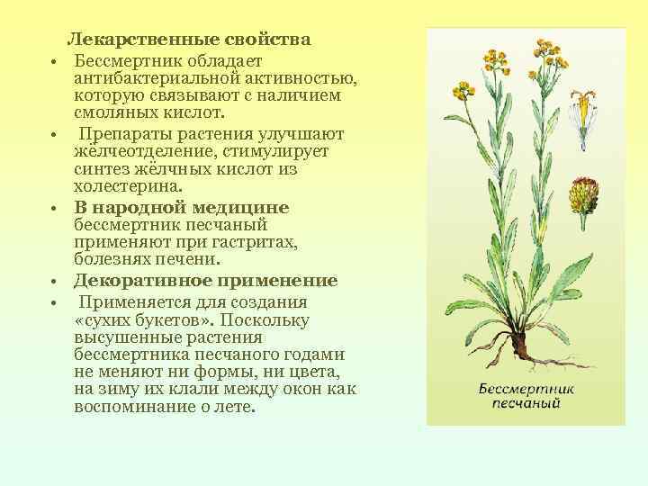 Гелихризум (бессмертник): выращивание и уход