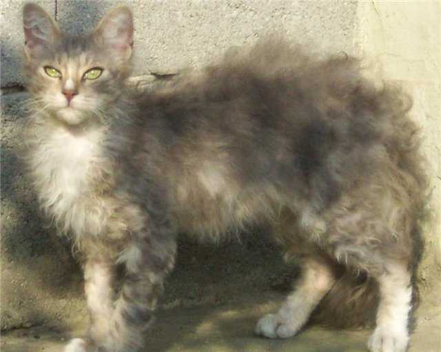 Лаперм кошка: фото, описание породы, характер, цена