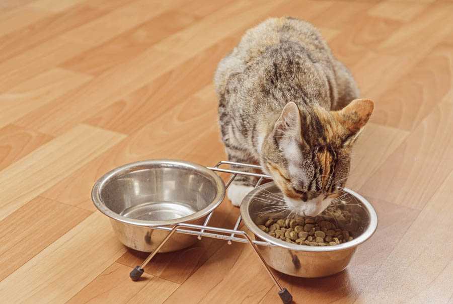 Зачем кошки закапывают еду