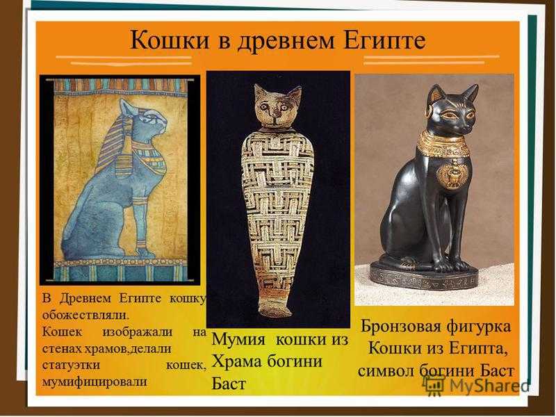 Кошка — магический символ египта