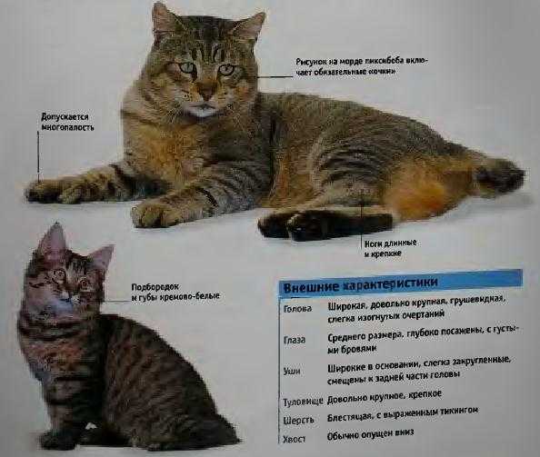 Пиксибоб: 140 фото + полное описание породы от а до я. отзывы владельцев + цена на котят