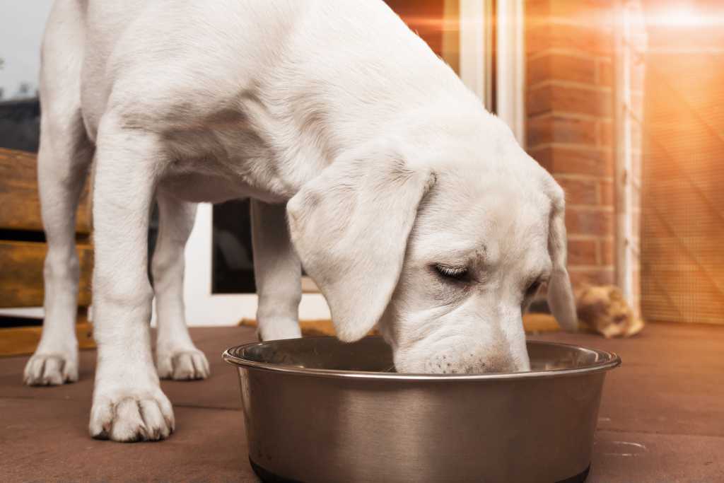 Чем необходимо кормить собаку в случае отравления