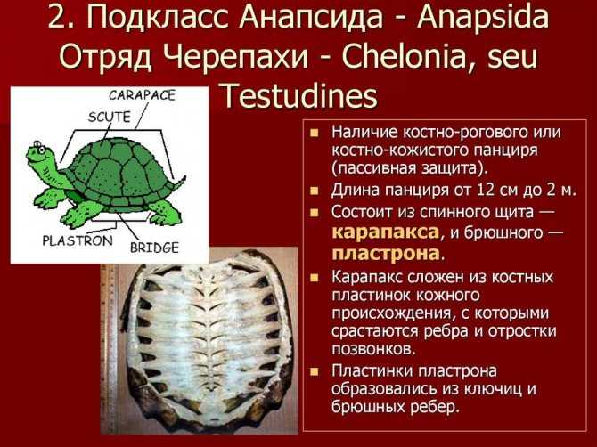 ᐉ родина и происхождение черепах: где и как появились первые черепахи - zoopalitra-spb.ru
