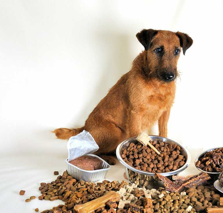 Чем кормить стерилизованную собаку из человеческой еды
