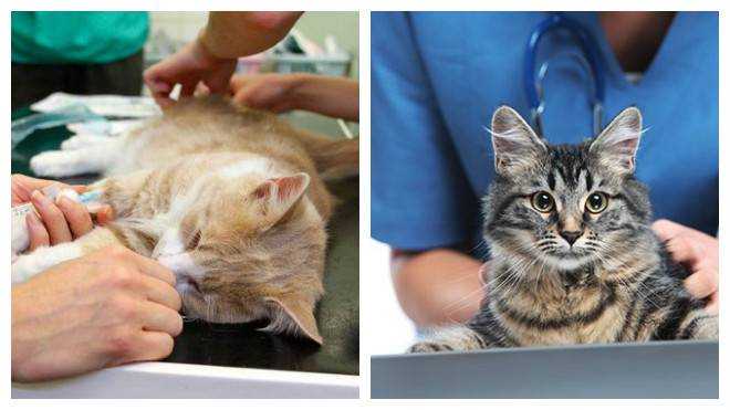 Кастрация кота: в каком возрасте лучше кастрировать животное, как проходит процедура, плюсы и минусы, последствия операции