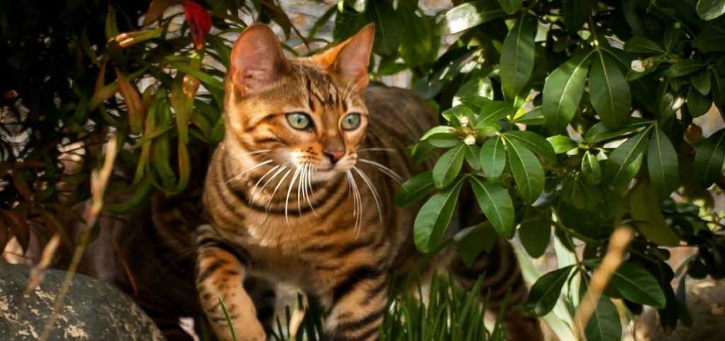 Кошка породы тойгер (100 фото): интересные факты о породе, рекомендации по содержанию