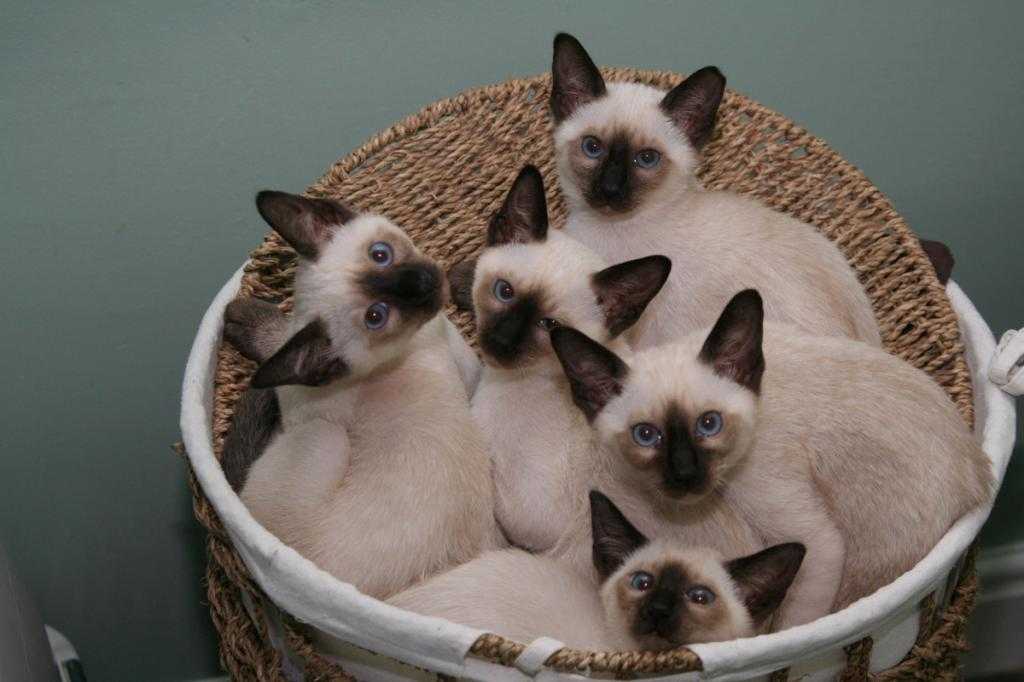 Продолжительность жизни сиамских кошек