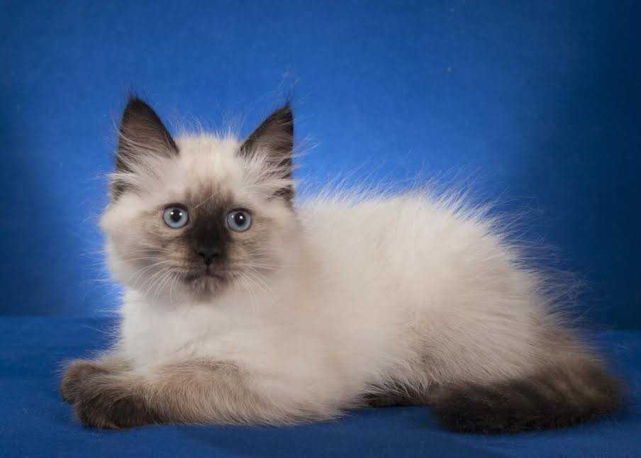 Невская маскарадная кошка: описание породы, достоинства и недостатки