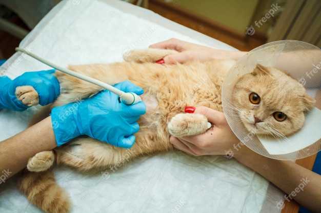 Зачем котам делают УЗИ сердца перед стерилизацией или кастрацией и как его проводят, ориентировочная цена процедуры, как подготовить животное