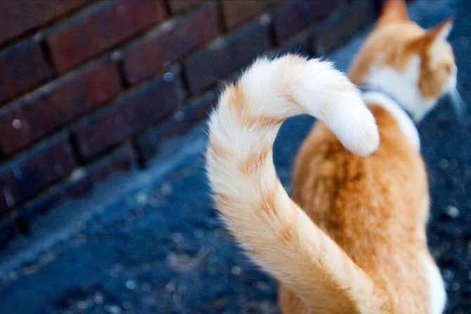Зачем кошка виляет хвостом