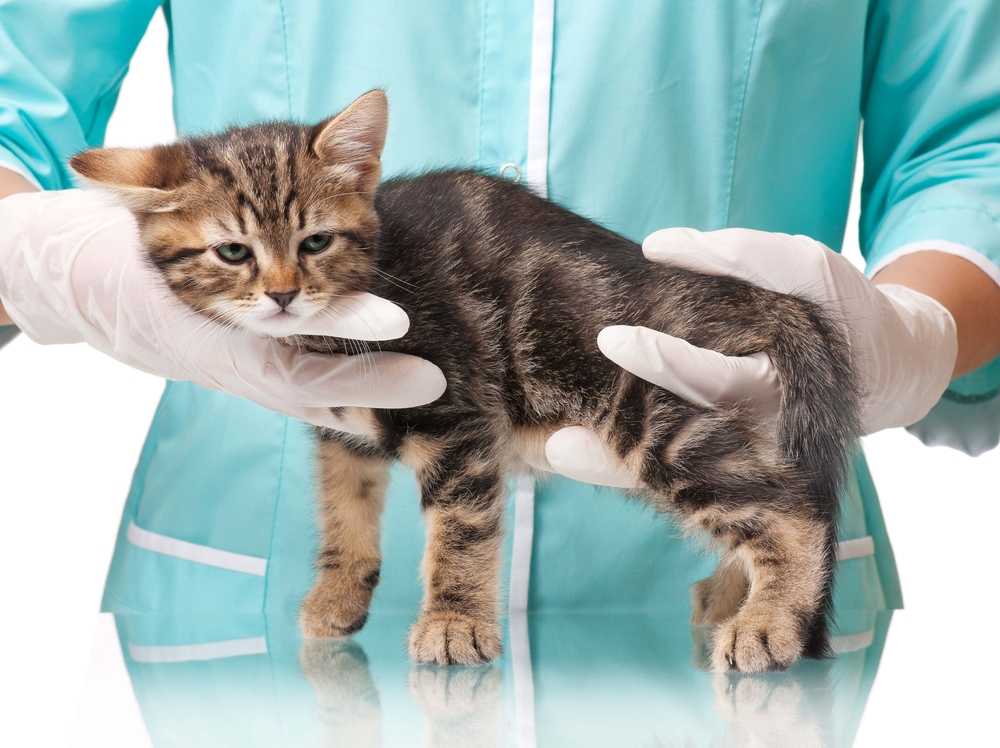 Лечение печени у кошек - диагностика заболеваний печени у кошек в москве.  ветеринарная клиника "зоостатус"