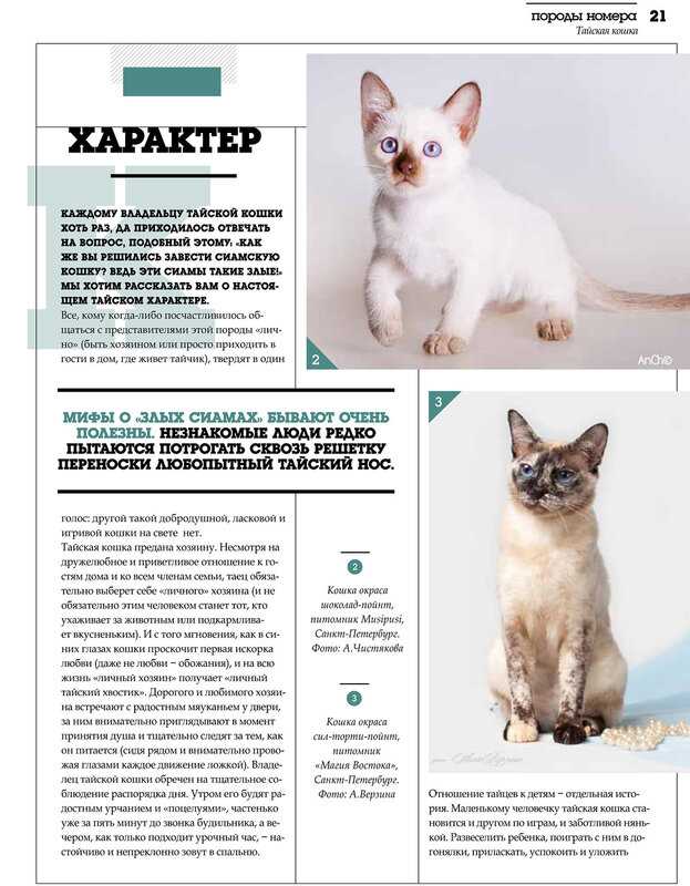 ᐉ шантильи тиффани - описание пород котов - ➡ motildazoo.ru