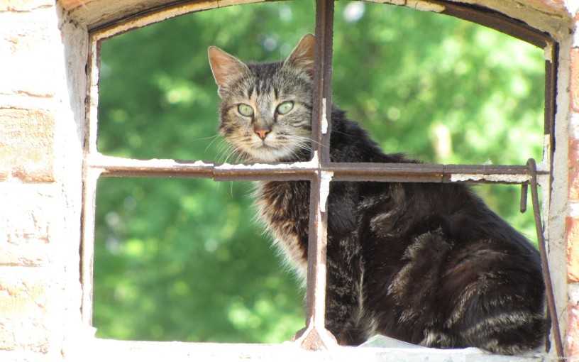 Совет ветеринара: что делать, если кот упал с высоты? кошка упала с высоты. что делать? чем чревато для кота падение с высоты