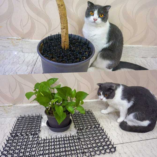 50+ ядовитых растений и цветов для кошек