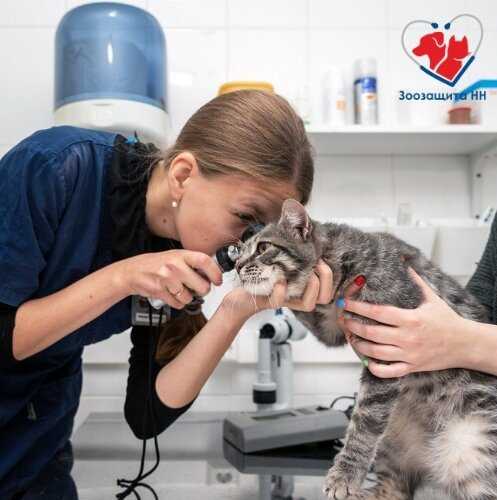 Вирусная панлейкопения кошек. диагностика и лечение панлейкопении кошек