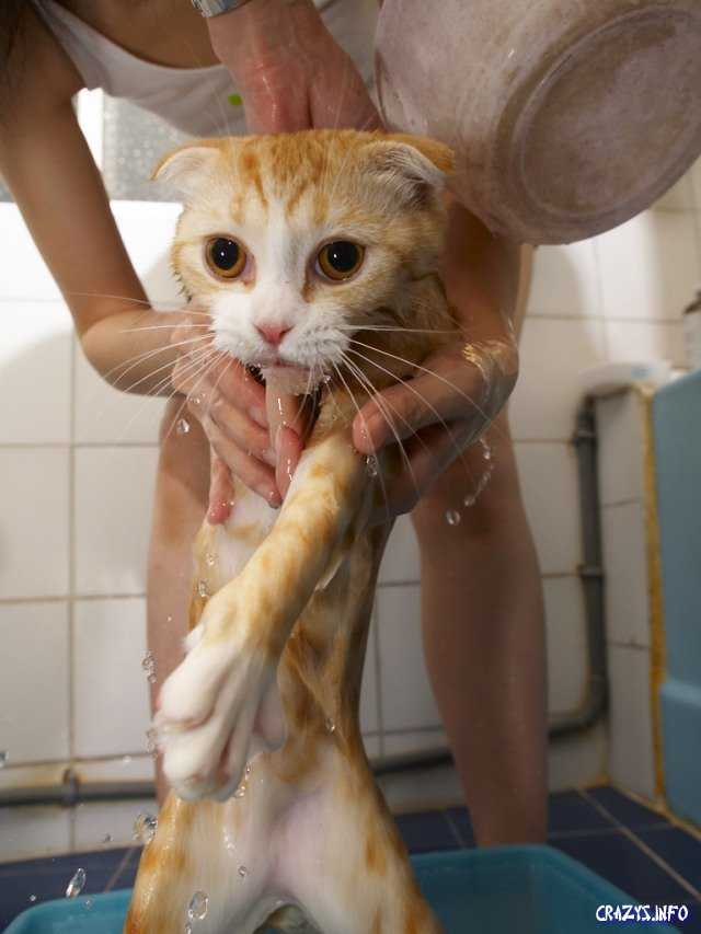 Почему кошки боятся воды? как приучить кота к воде? какие породы котов не боятся воды?