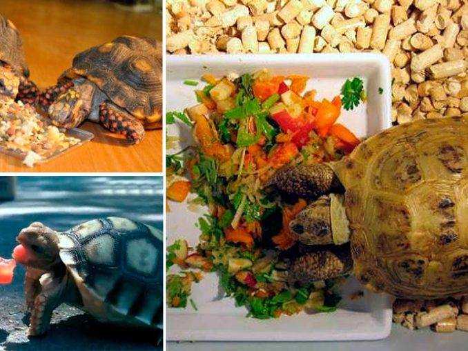 Какой рыбой можно кормить красноухих черепах