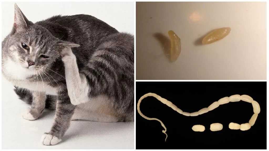 Огуречный цепень (дипилидиоз) у кошек: характеристика заболевания и его симптомы, диагностика и лечение, профилактические меры