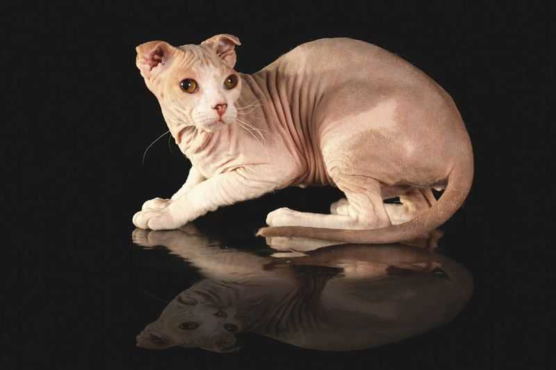 Украинский левкой: фото породы кошек, описание, цена