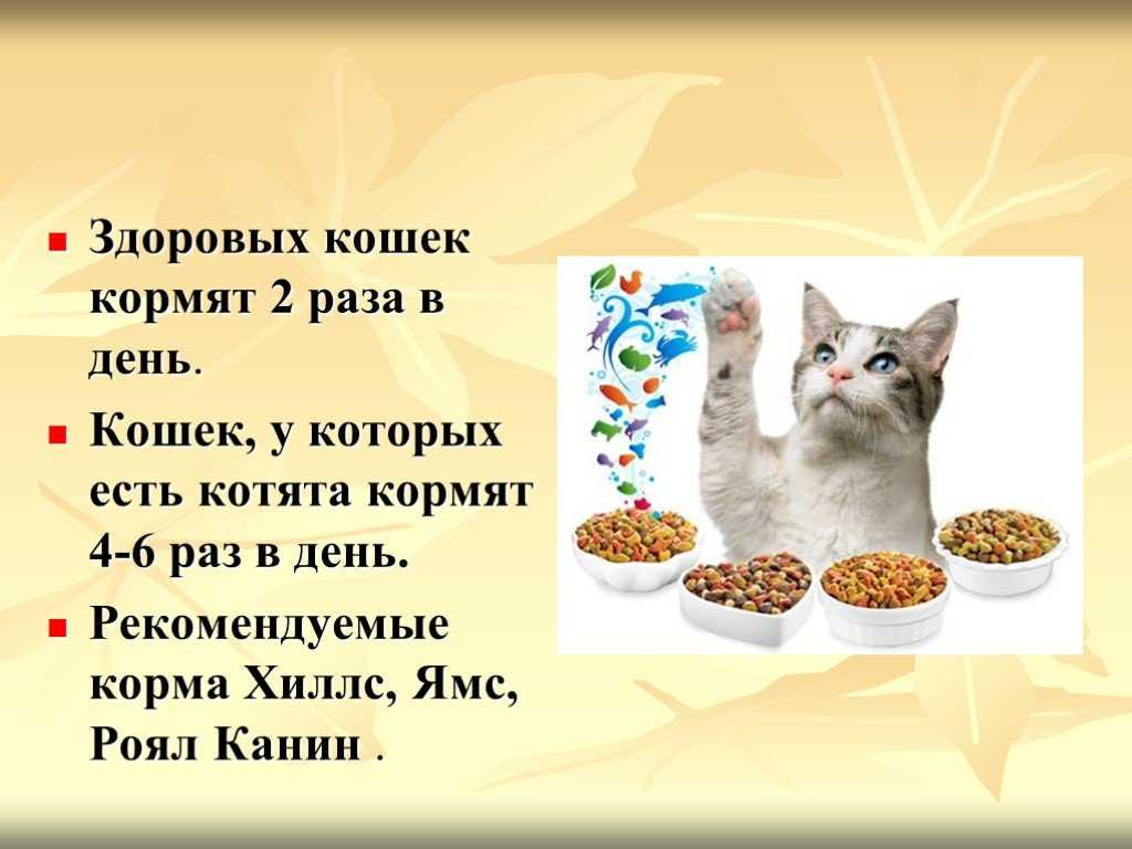 Рекомендации по корму для беременных и кормящих кошек