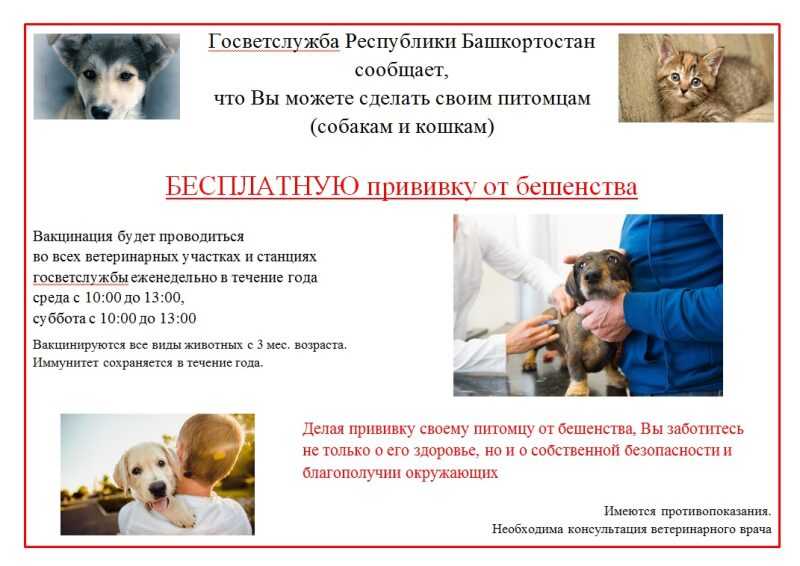 Вакцинация собак от бешенства – подготовка и противопоказания